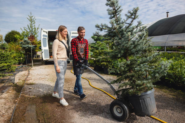 The Steps Involved in Our Tree Care Process in Hagerstown, MD